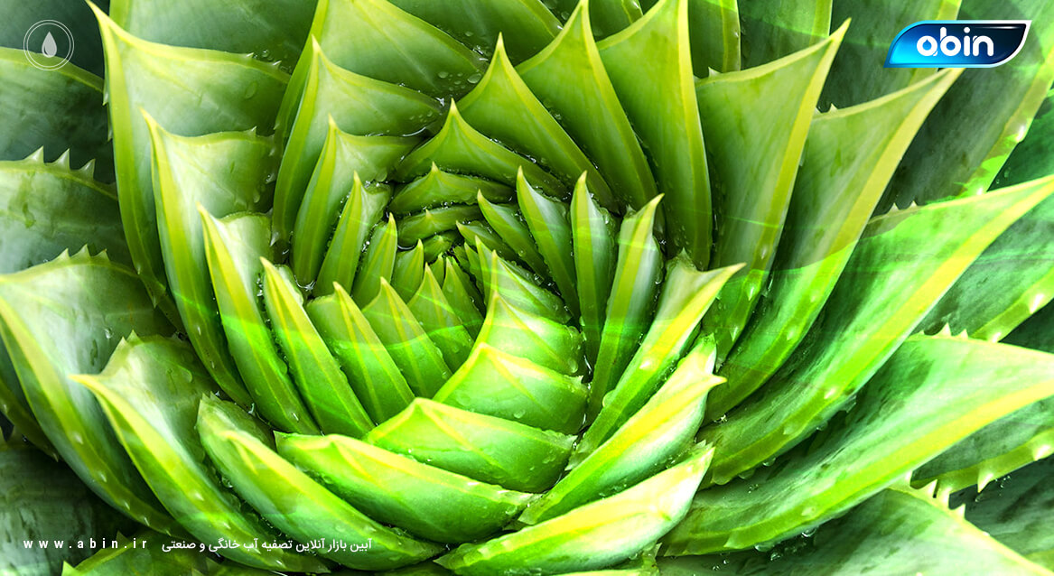 گیاه آشوریا یا ساقه عروس